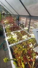 Dionaea muscipula venusfliegen gebraucht kaufen  Rheinbach