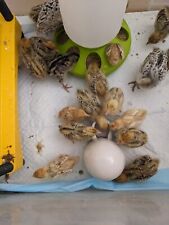 Kg. quail premium for sale  CAMBERLEY