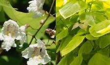 Catalpa aurea golden for sale  KING'S LYNN
