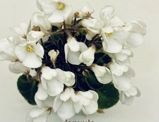 African violet rosa for sale  Fort Lee