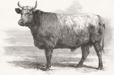 Durham. poissy cowsox for sale  LONDON