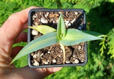Agave guiengola striata for sale  DARLINGTON