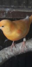 100 split bird for sale  HUNTINGDON