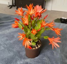 Orange easter cactus for sale  Azusa