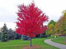 Red maple maple for sale  Kennett Square