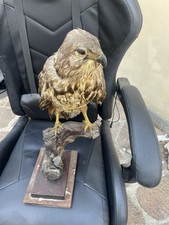 Trofeo caccia poiana usato Trofeo caccia poiana usato  Livorno