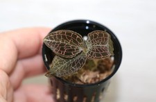 Anoectochilus tridentatus smal for sale  Miami