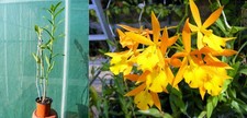 Epidendrum orange blaze usato  Spedire a Italy