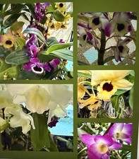 Orchid plant dendrobuim for sale  Honolulu