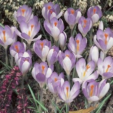 Crocus species tommasinianus for sale  UK