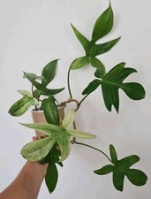 ghost htx gebraucht kaufen ghost htx gebraucht kaufen Stockelsdorf