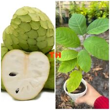 Cup cherimoya live for sale  Sarasota