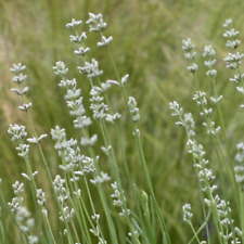 Lavender angustifolia arctic for sale  UK