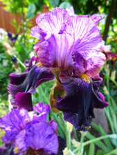 Iris kind hohe gebraucht kaufen  Neustadt a.d.Waldnaab