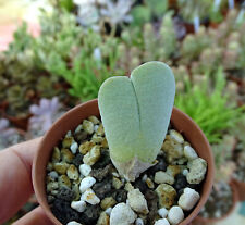 Cheiridopsis pillansii plante d'occasion  Servian