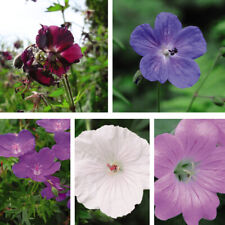 geraniums for sale  IPSWICH