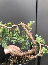 Part trained juniper for sale  LIVERPOOL