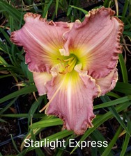 Hemerocallis starlight express gebraucht kaufen  Burgdorf