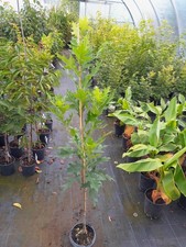Quercus palustris green gebraucht kaufen  Dillingen a.d.Donau
