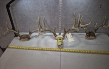Medium mule deer for sale  Valley City