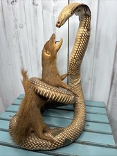 King cobra mongoose for sale  Satellite Beach