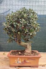 Bonsai olivo con usato  Isernia