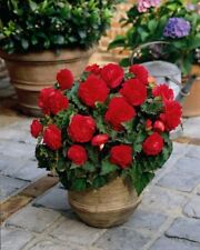 Begonia scarlet illuminations for sale  DUDLEY
