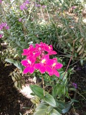 Hot pink epidendrum for sale  Port Saint Lucie