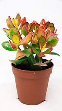 Crassula ovata sunset for sale  ANTRIM