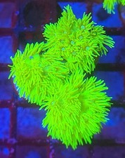 Lime ball goniopora for sale  Placentia