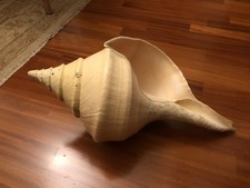 Syrinx aruanus. misura usato Syrinx aruanus. misura usato  Italia