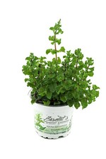 Mojito minze besondere gebraucht kaufen  Wesel