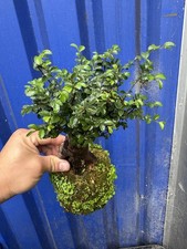Elm moss bonsai for sale  LIVERPOOL