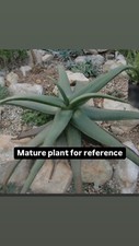 Aloe fleurentiniorum rare for sale  Carlsbad
