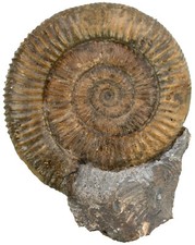 Lias dactylioceras commune gebraucht kaufen  Erlangen
