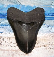 Megalodon shark tooth for sale  Hinesville