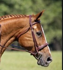 pessoa bridle for sale pessoa bridle for sale Belleview