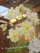 Pelargonie geranie zonartic gebraucht kaufen  Naila