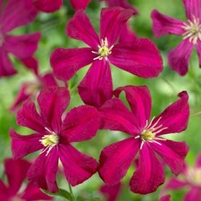Clematis madame julia for sale  UK