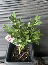 Dwarf english boxwood for sale  Martin