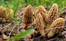Mycélium morille blonde d'occasion  Clermont-Ferrand-