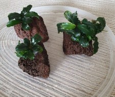 Bucephalandra lava rocks for sale  GLASGOW