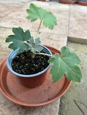 Tetrapanax papyrifer rice for sale  PAIGNTON