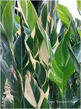 Canna stuttgart 1 d'occasion  Arzacq-Arraziguet