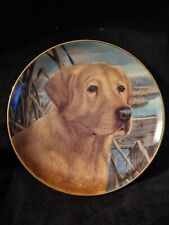 Labrador golden retriever for sale  GATESHEAD