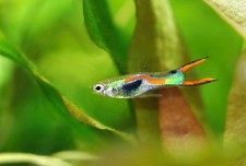 Guppy endler poisson d'occasion  La Motte-Servolex
