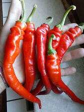 Peperoncino jimmy nardello usato  Tivoli