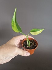 Monstera aurea highly for sale  GILLINGHAM