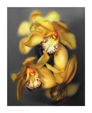 Igor maloratsky cymbidium for sale  Milwaukee