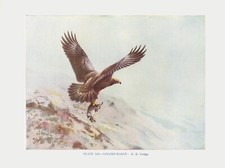 Golden eagle 1948 for sale  COLEFORD